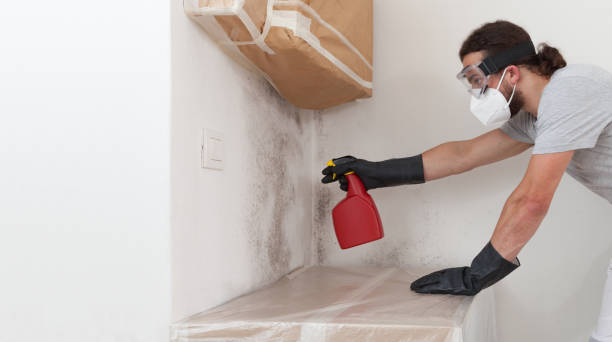 Professional Basement Mold Removal technician working in Bonita Springs, FL