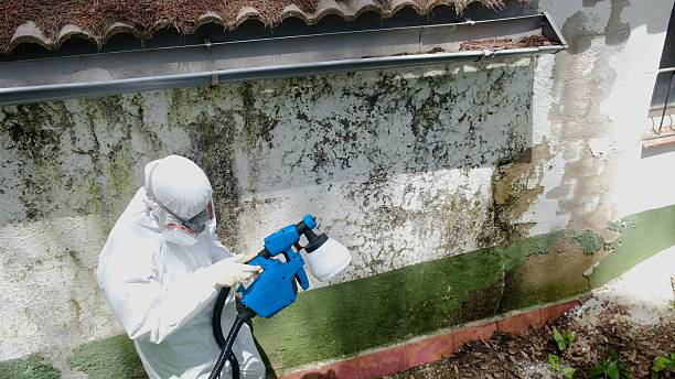Top rated local Basement Mold Removal specialists in Bonita Springs, FL